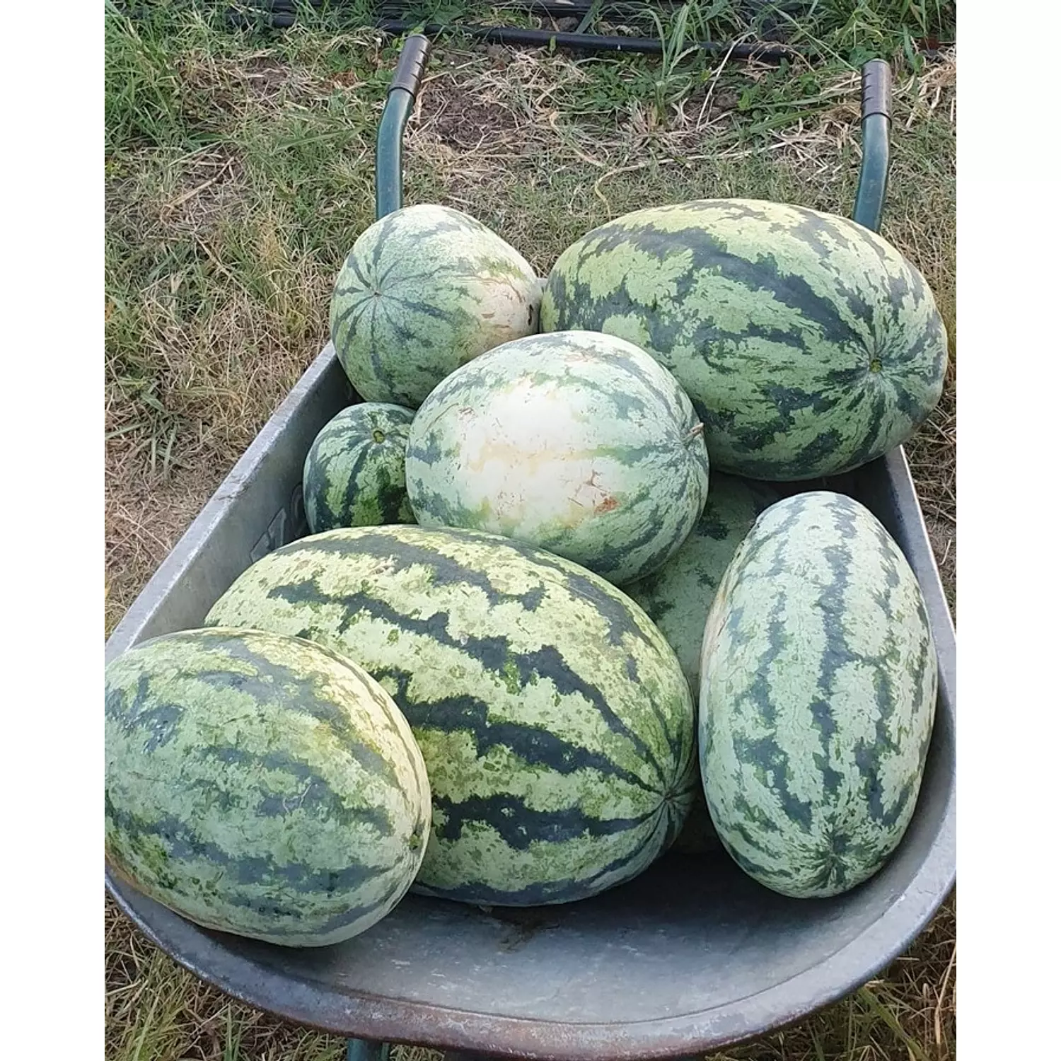 Orange Watermelon seeds  1