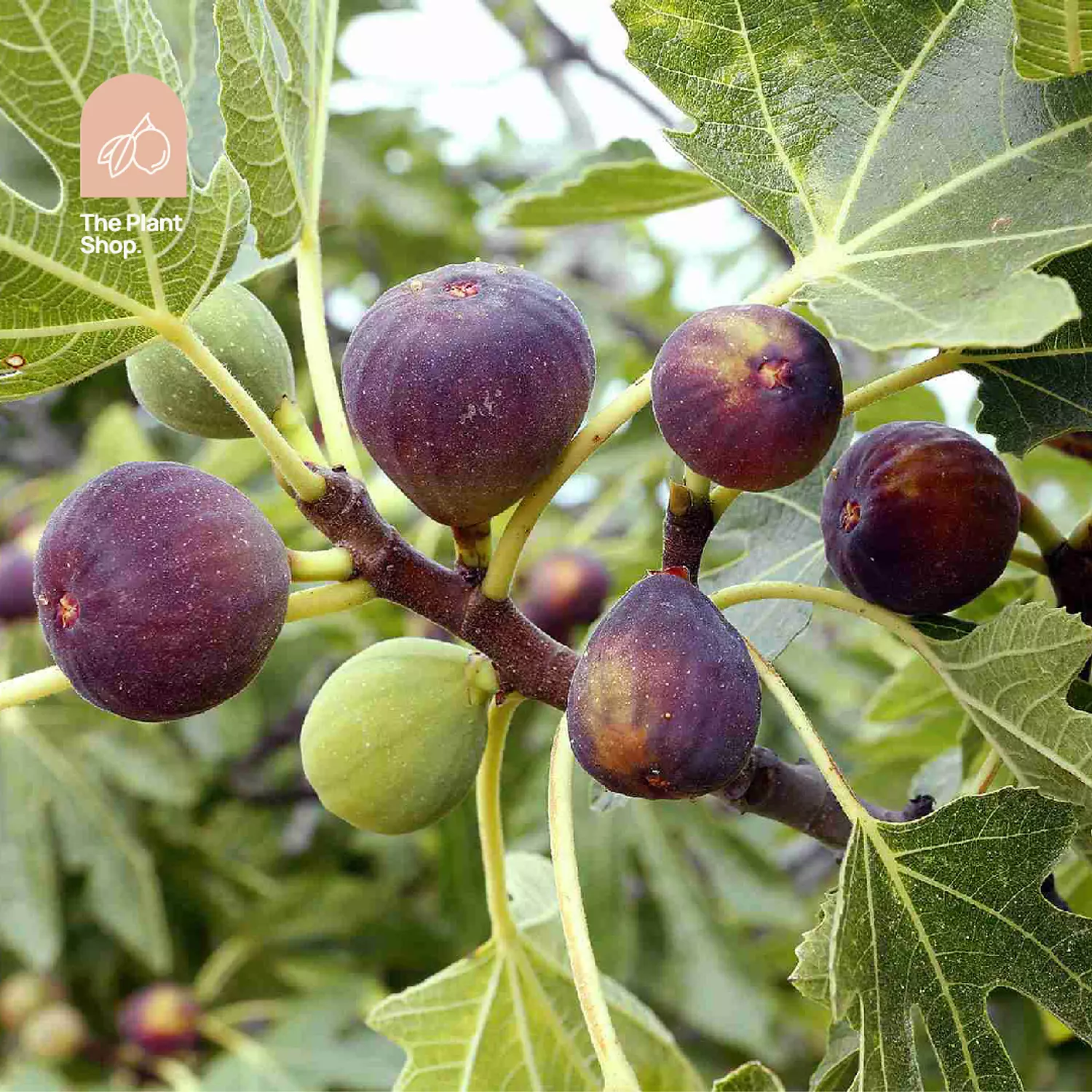 Fig Tree hover image