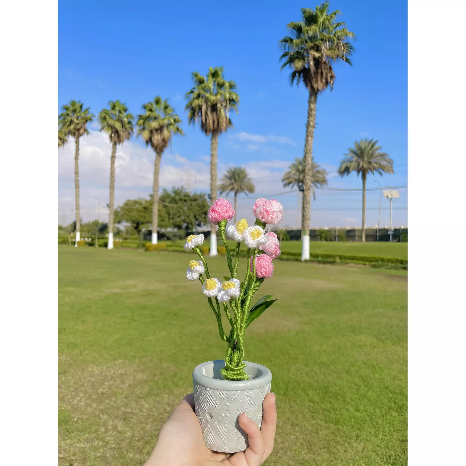 Roses in pot  0