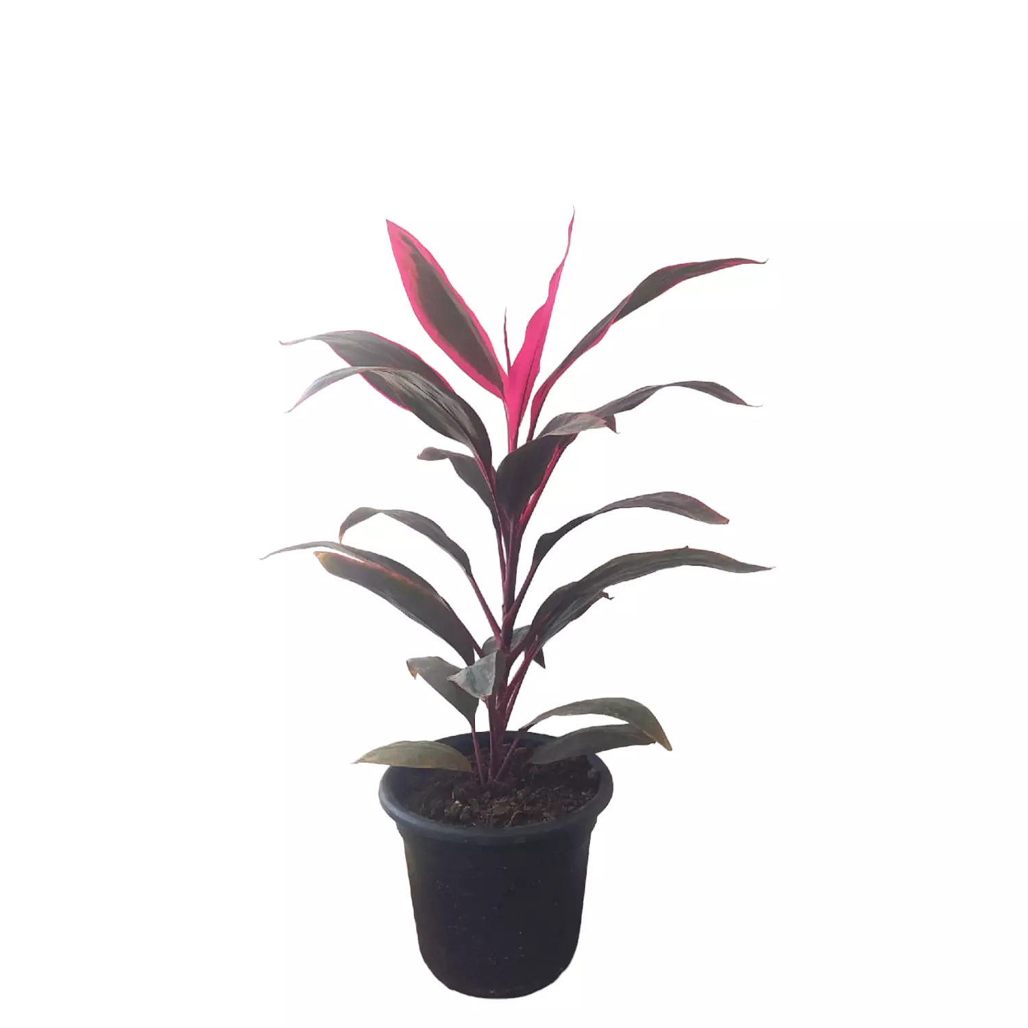 Cordyline 0