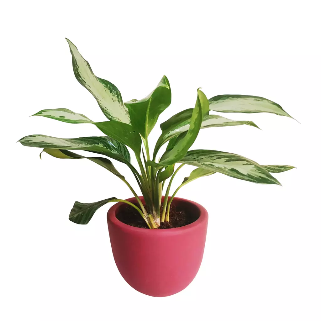 Chinese evergreen