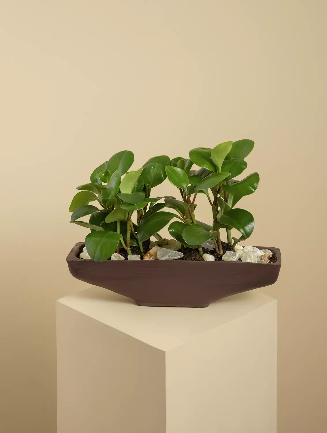Peperomia Boat hover image