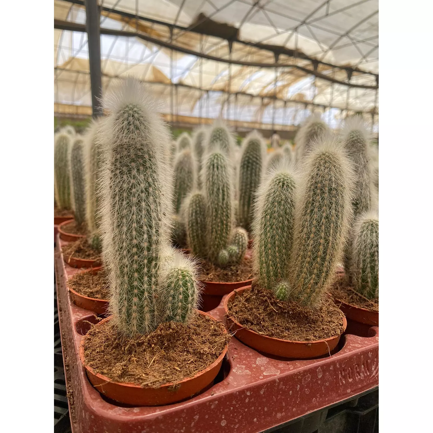 Old Man Cactus 1