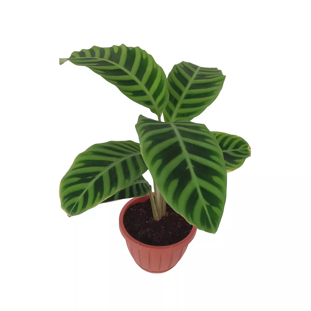 Calathea Zebrina