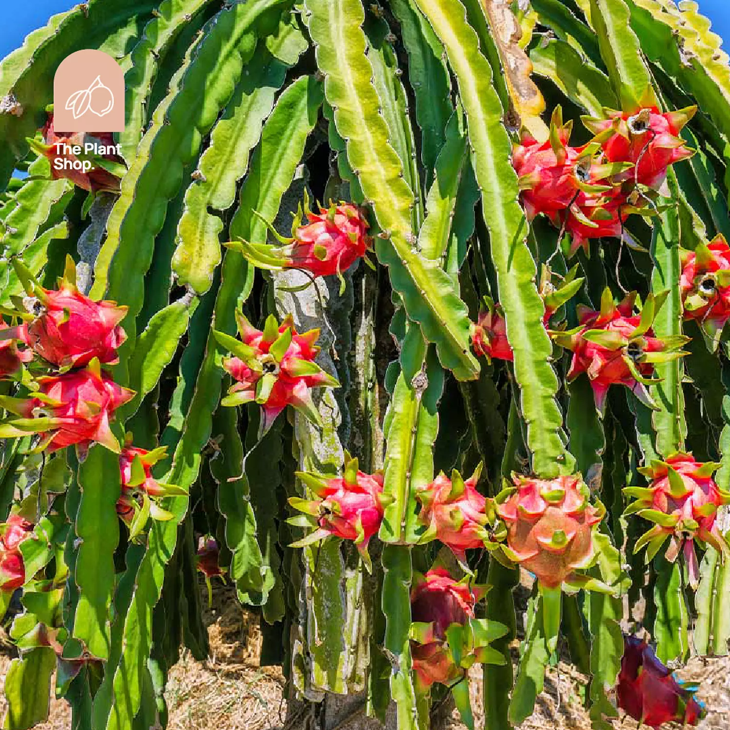 Dragon Fruit Tree hover image