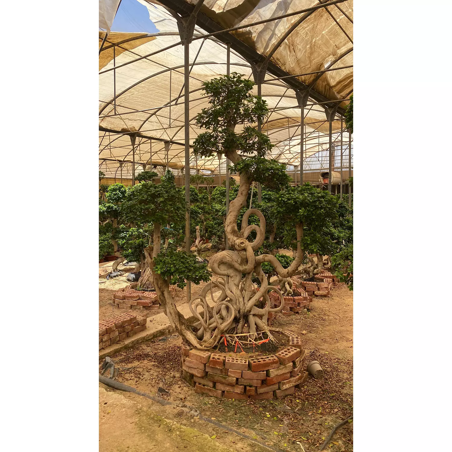 Full Size Bonsai Tree - Cobra hover image