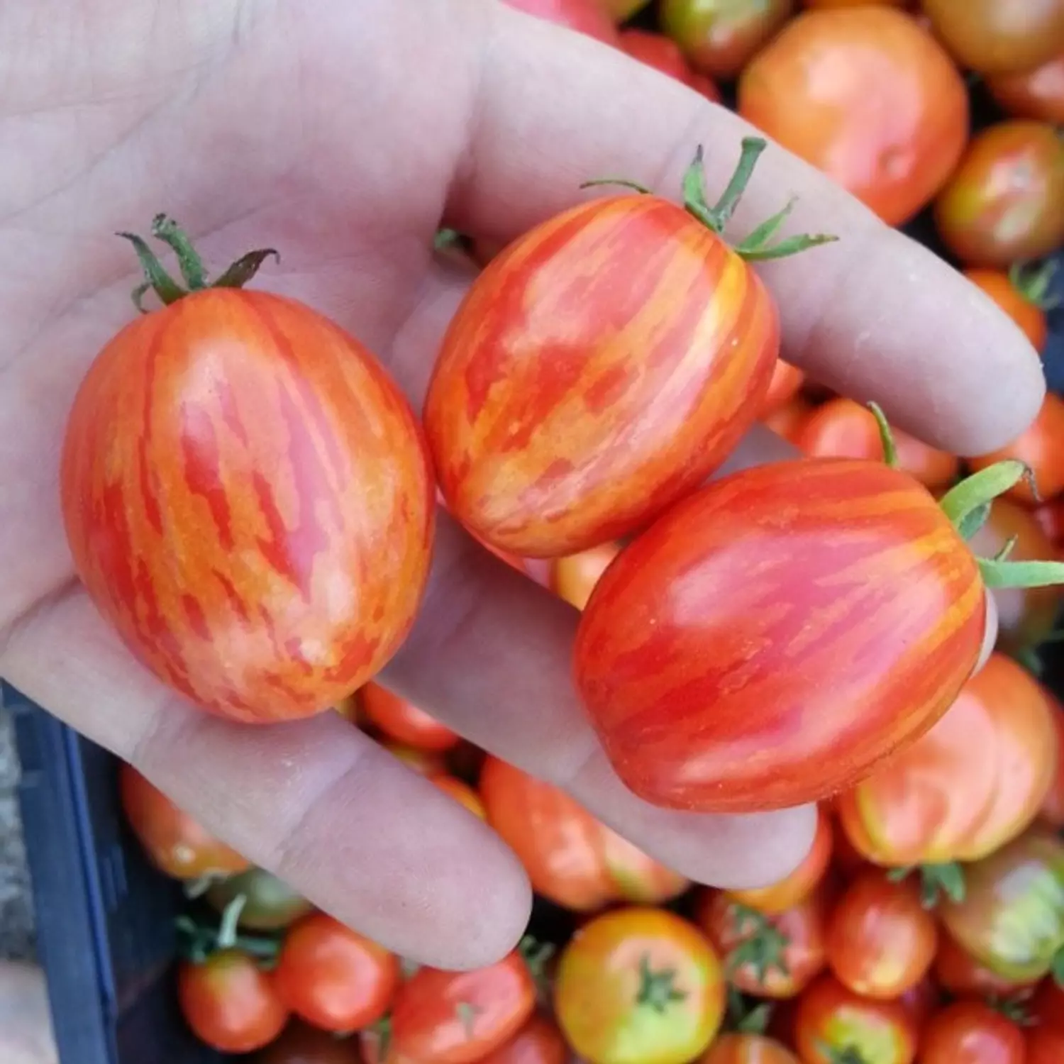 Tiger Tomato seeds  1