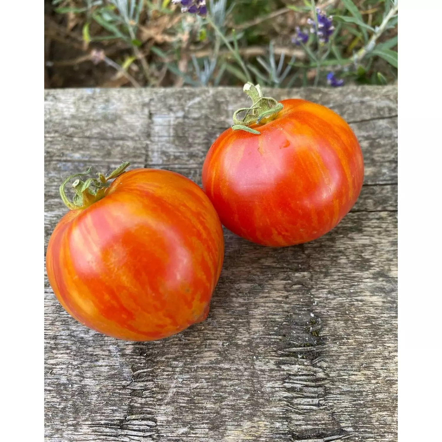 Tiger Tomato seeds  hover image