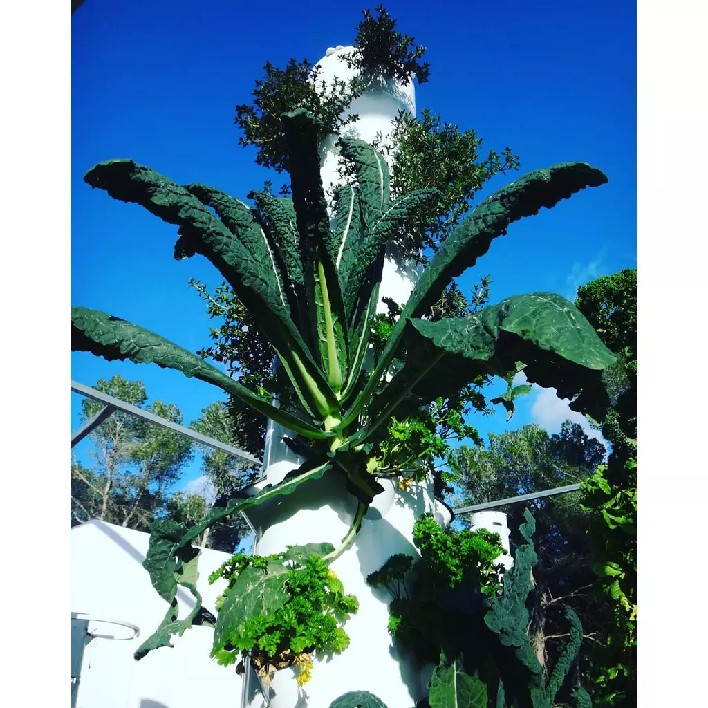 Tuscan Kale seeds