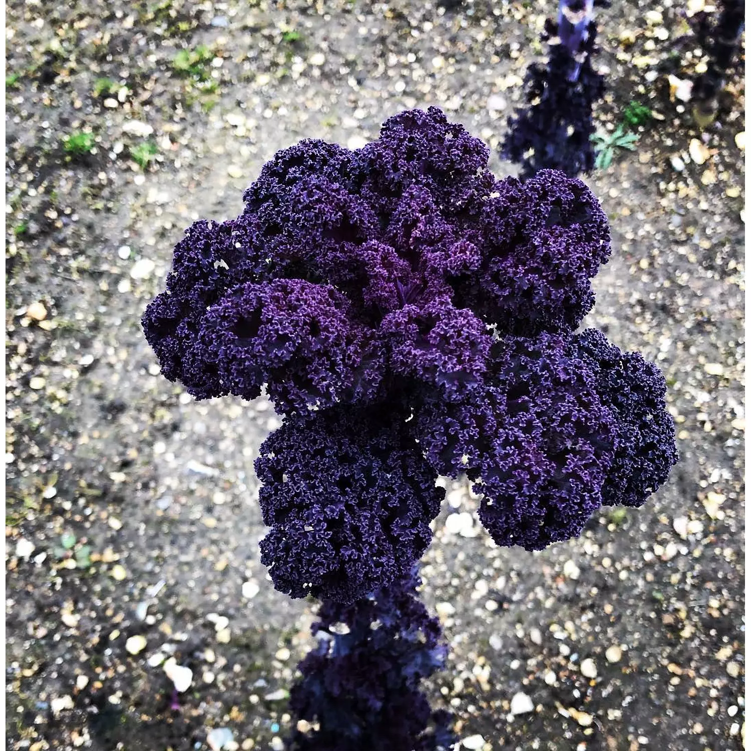 Purple Curly Kale seeds  hover image