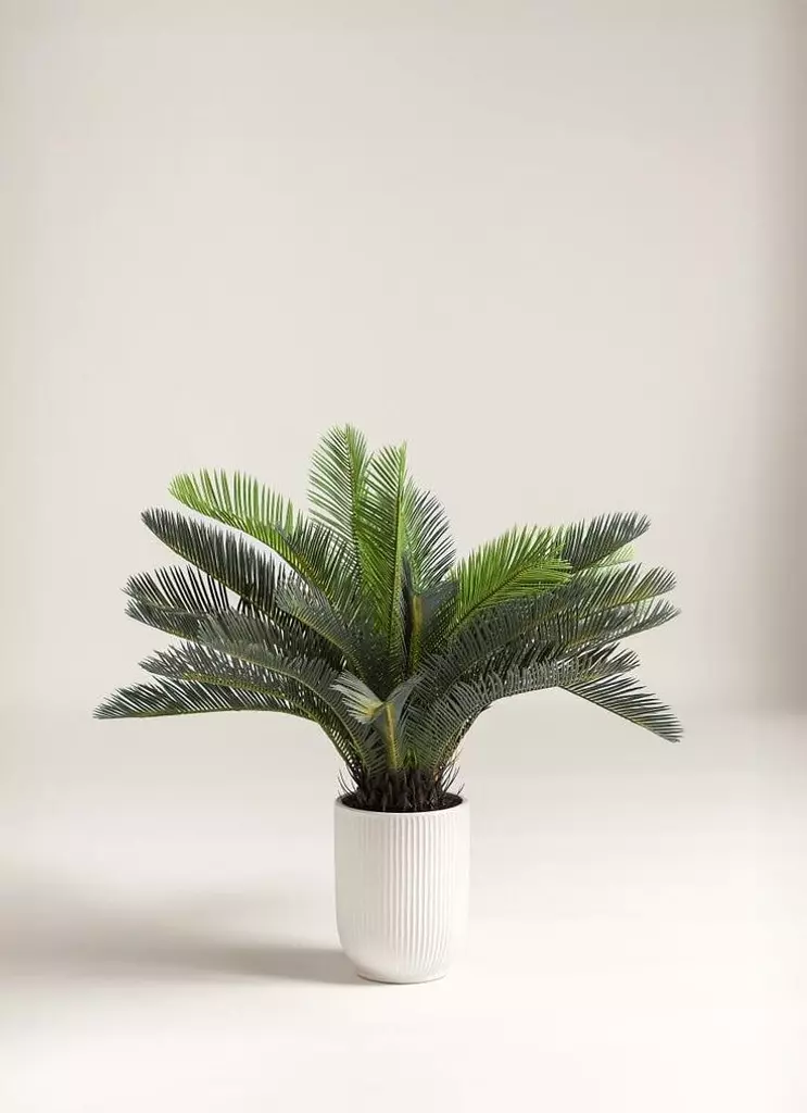 Sago Palm 