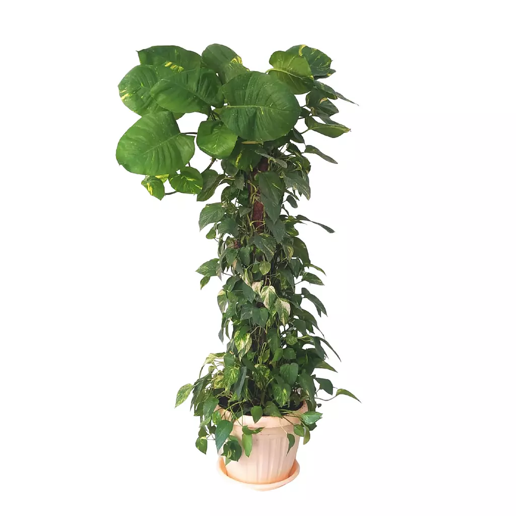 Giant Pothos