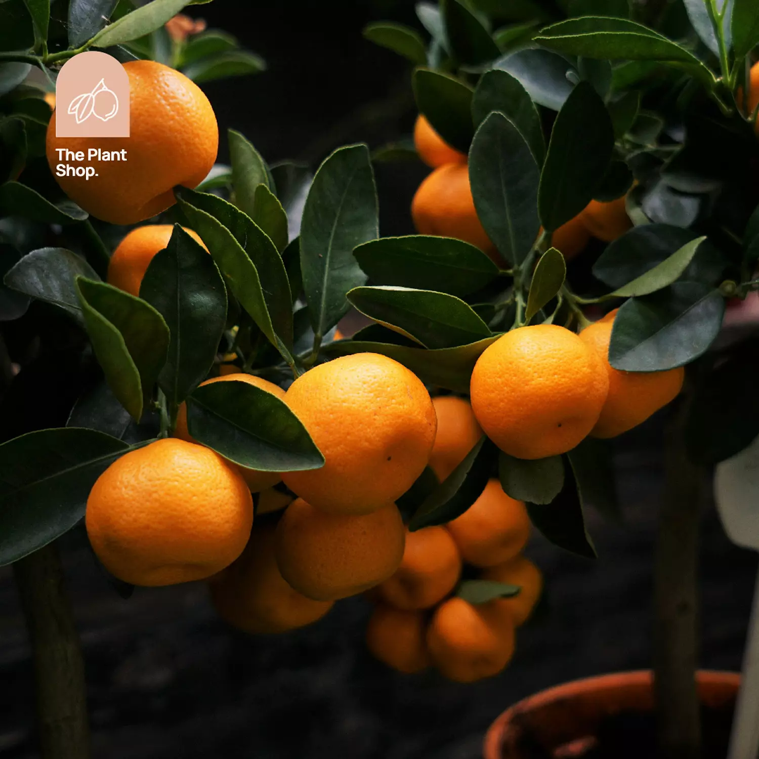 Tangerine Tree hover image