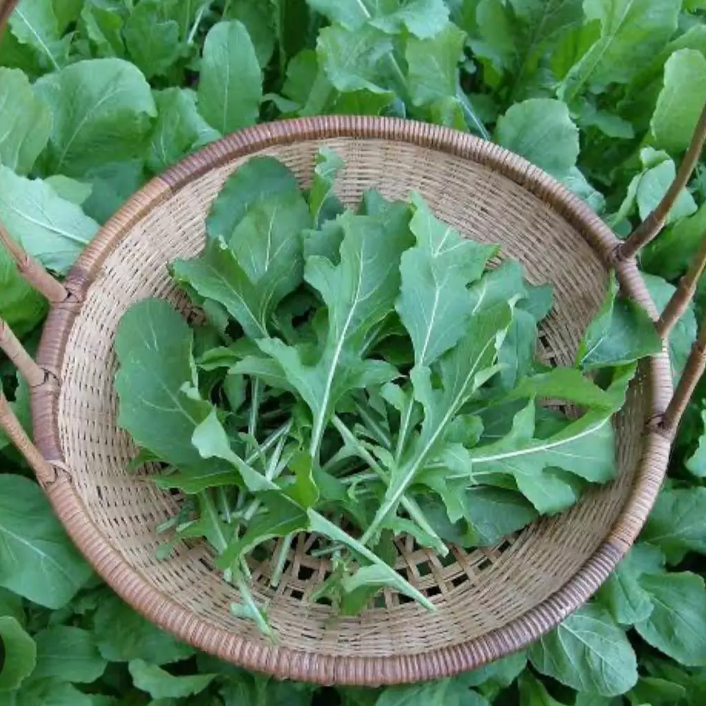 Arugula