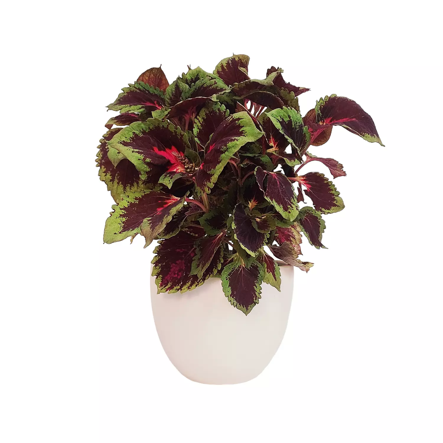 Coleus Set hover image