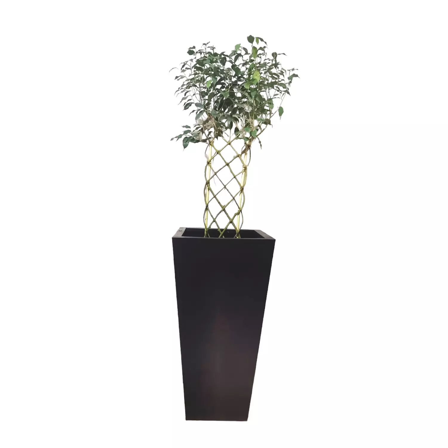 Ficus Exotica hover image