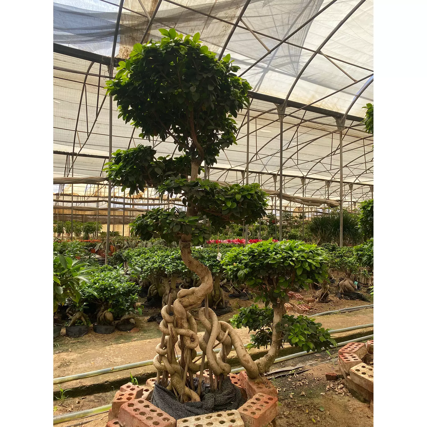 Full Size Bonsai Tree - Royality hover image