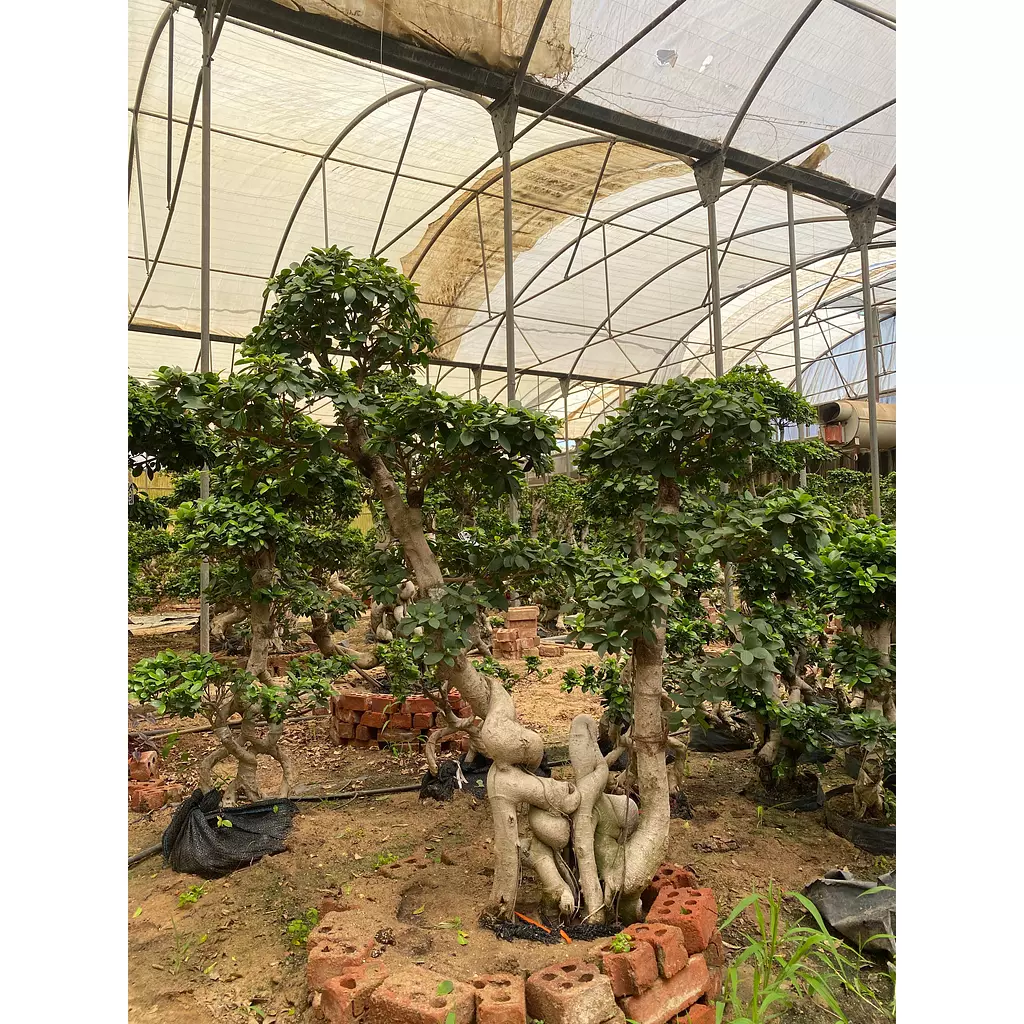 Full Size Bonsai Tree - Noble Dwarf