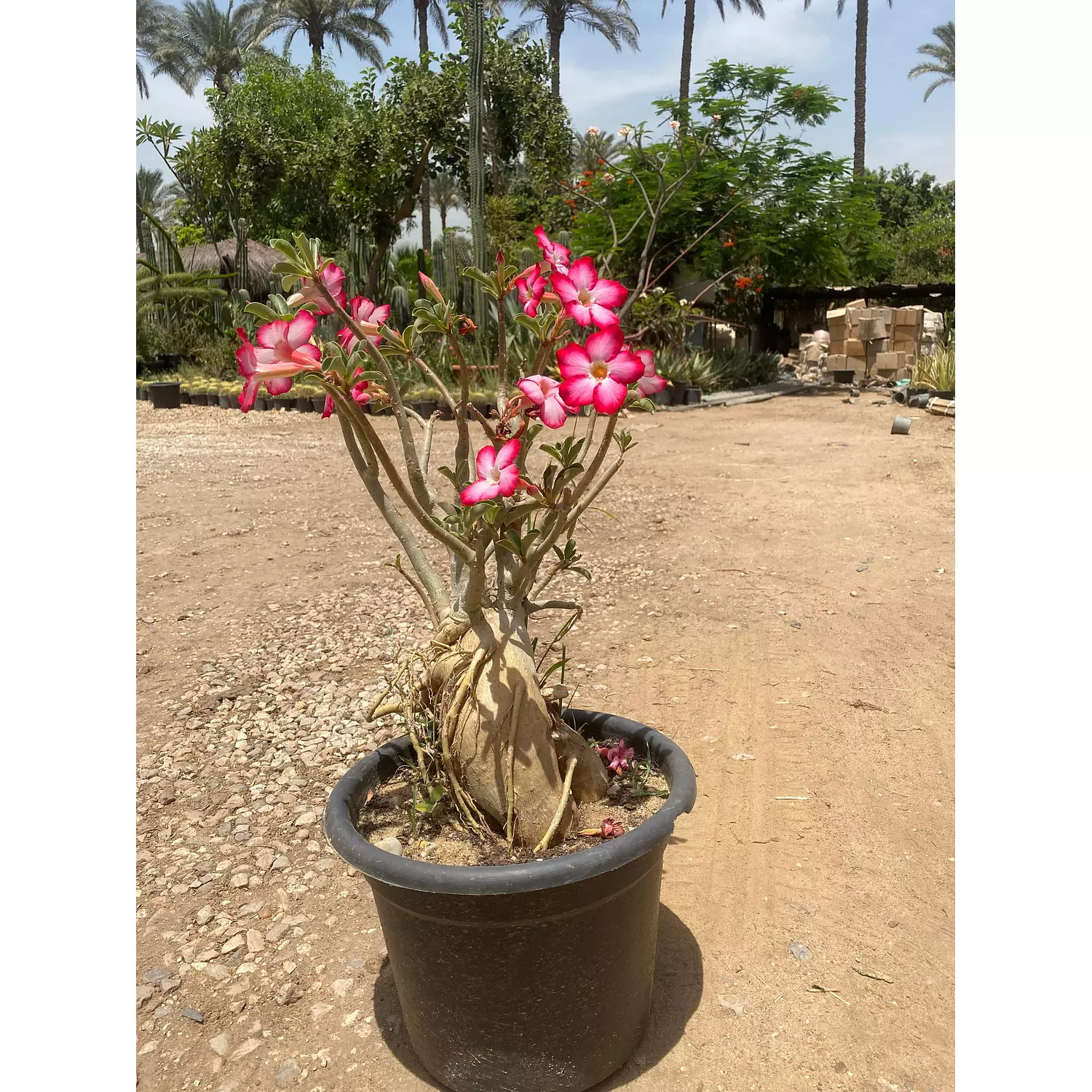 Flowery Bonsai 2