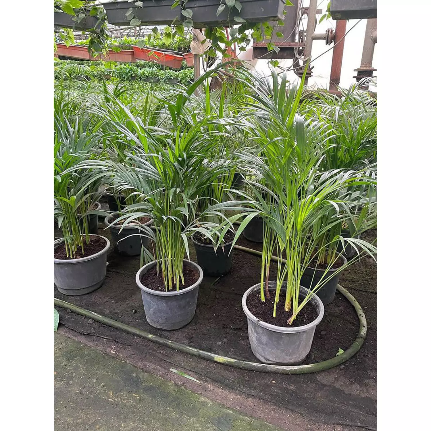 Yellow Areca Palm 1