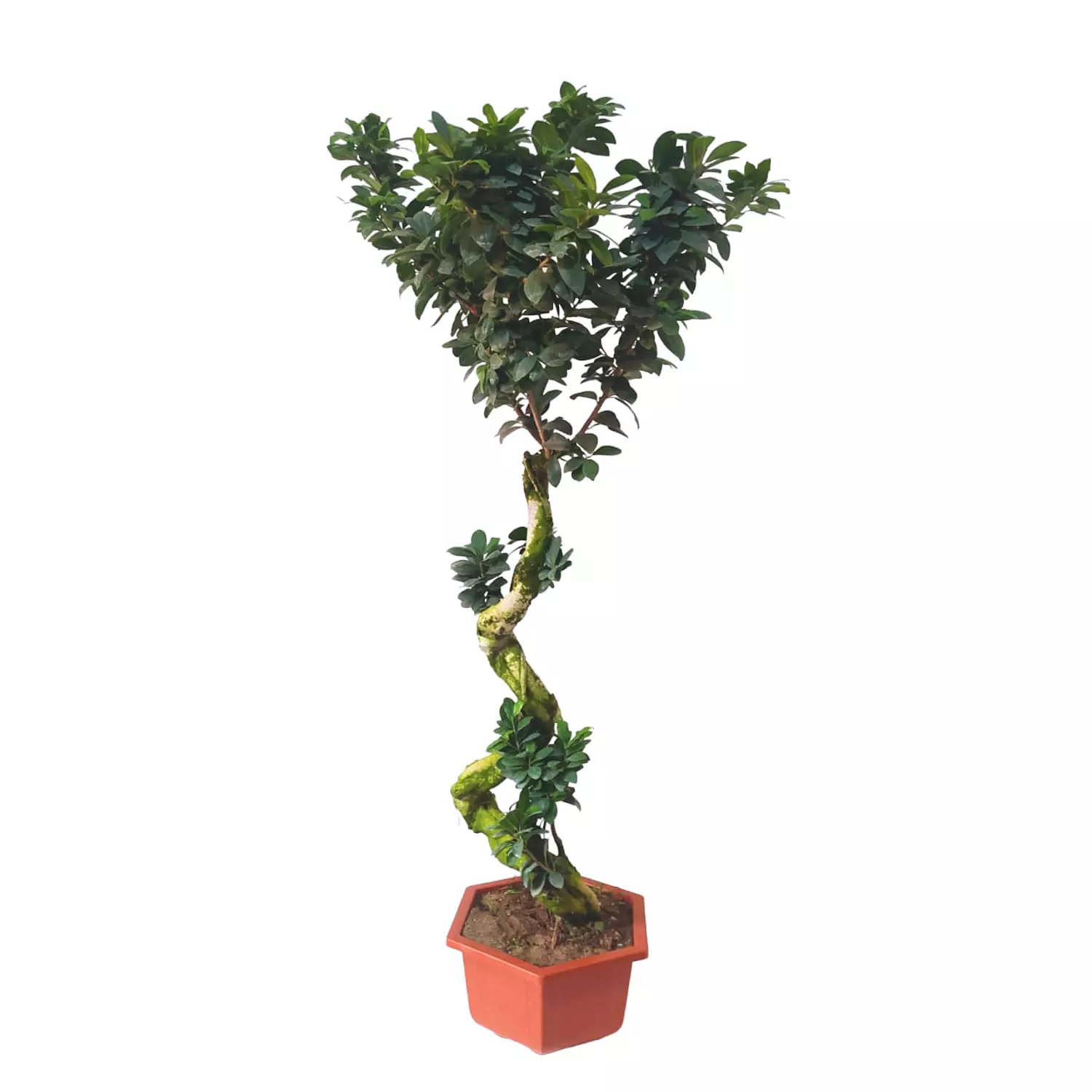 Bonsai 0