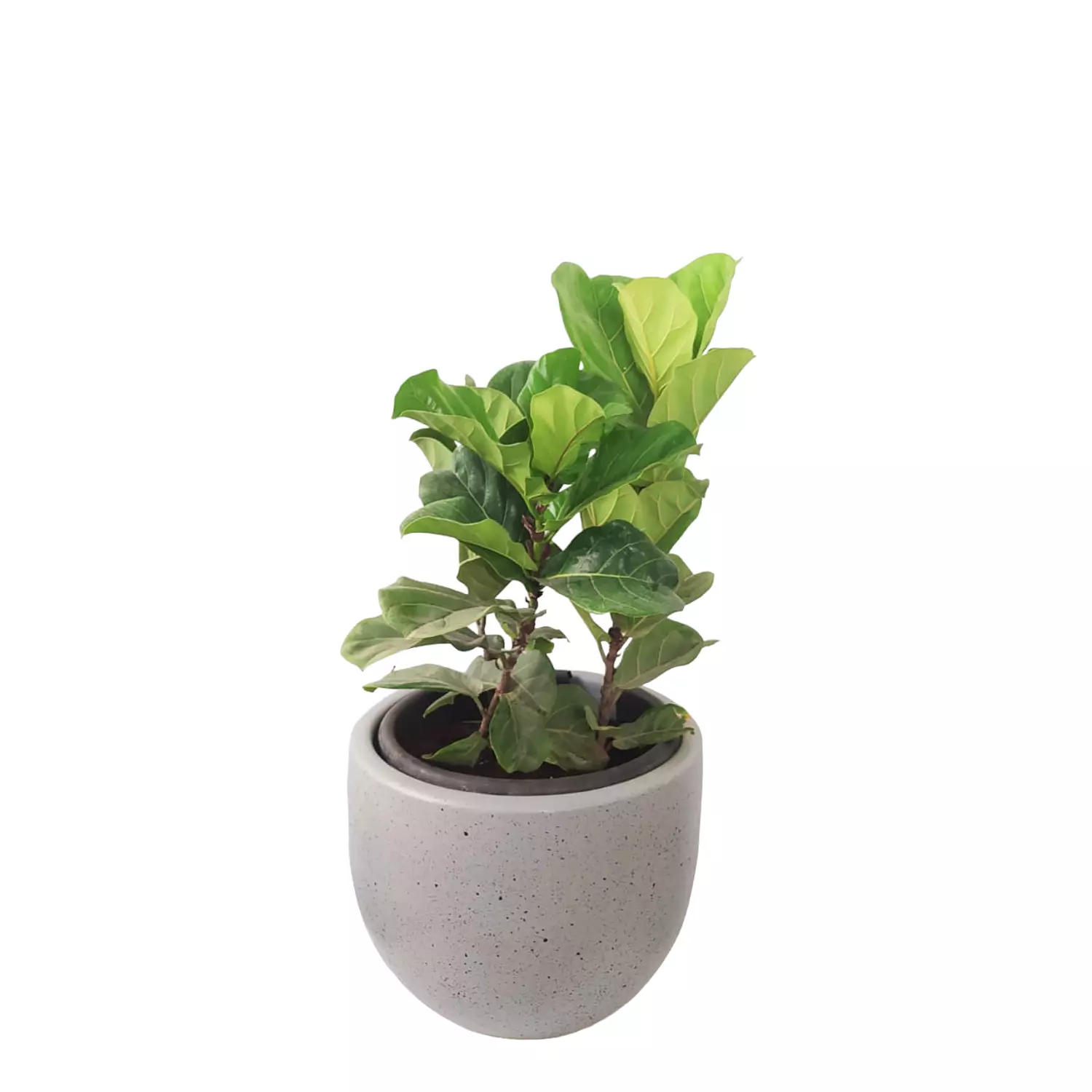 Fiddle leaf fig hover image