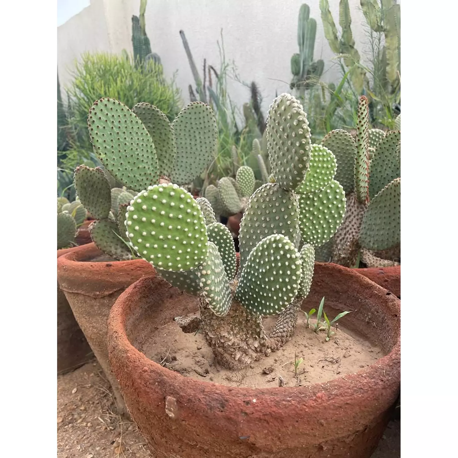 Bunny Ear Cactus 1