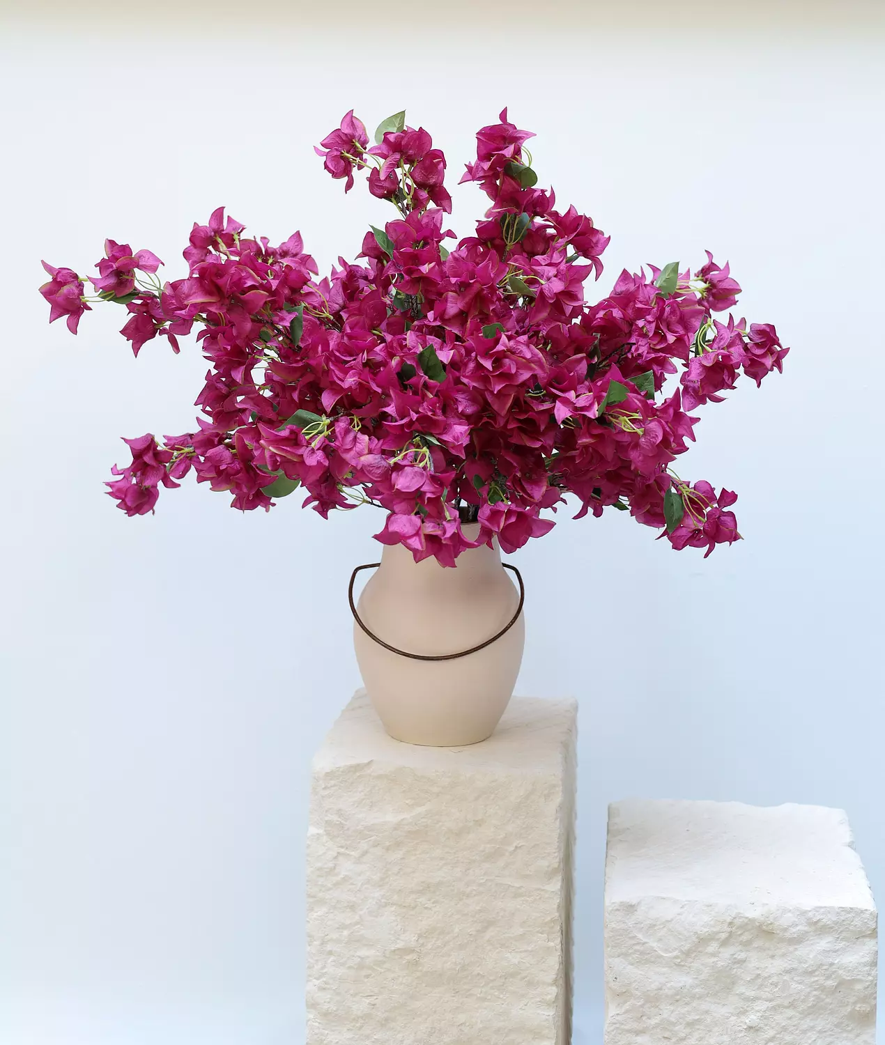 For the love of Bougainvilleas hover image