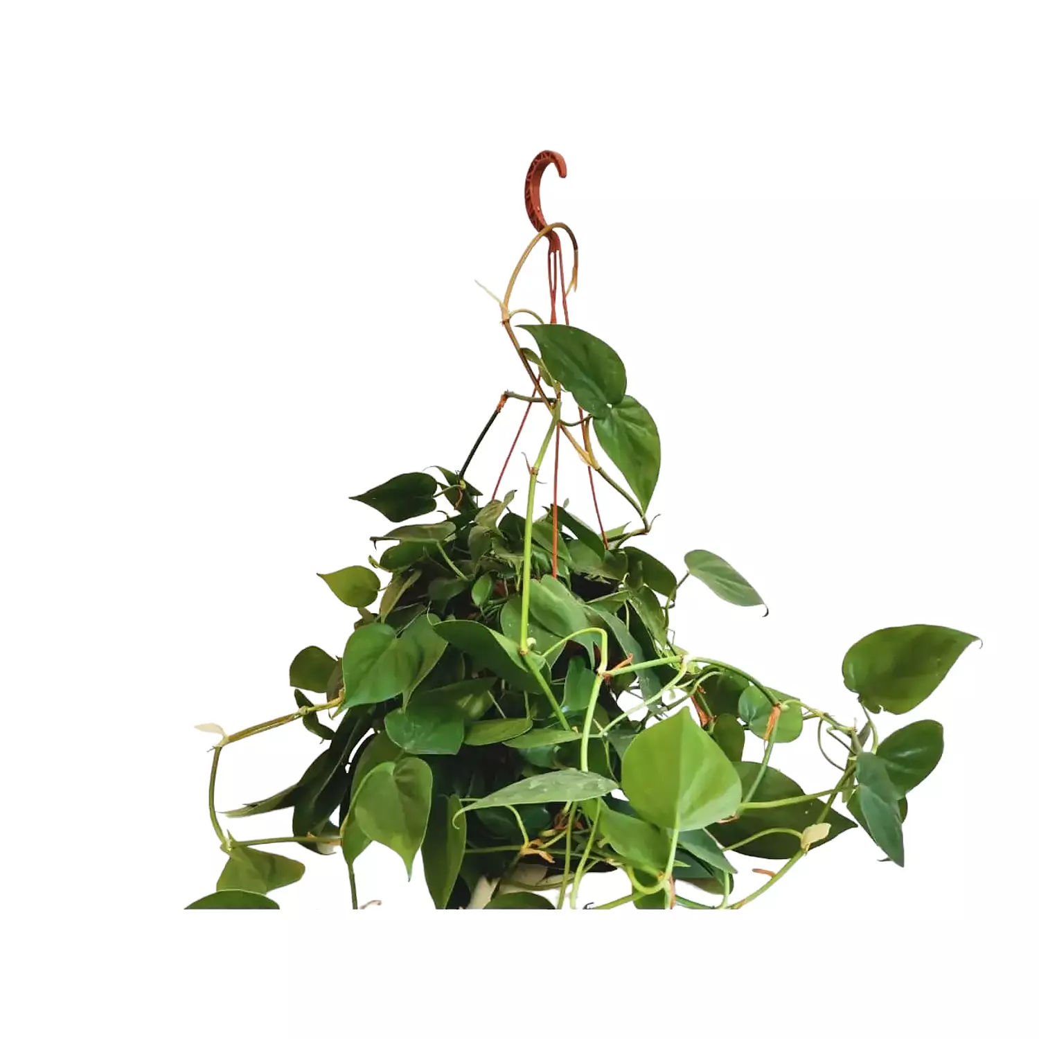 Heartleaf scandens 0