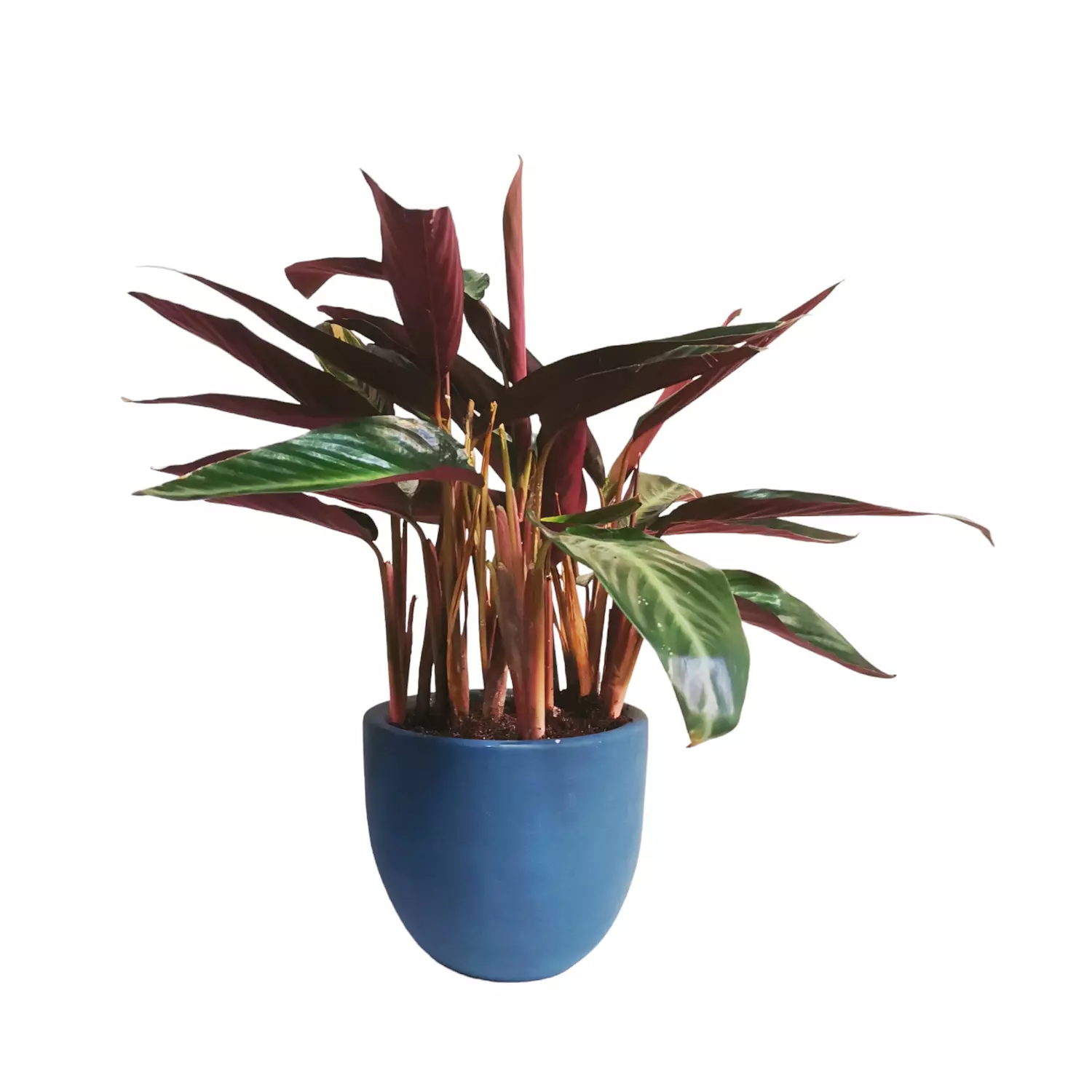 calathea crocata hover image