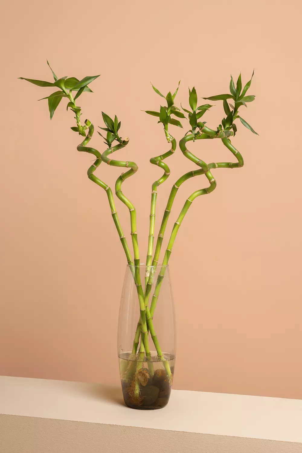 Lucky Bamboo Vase 1 hover image