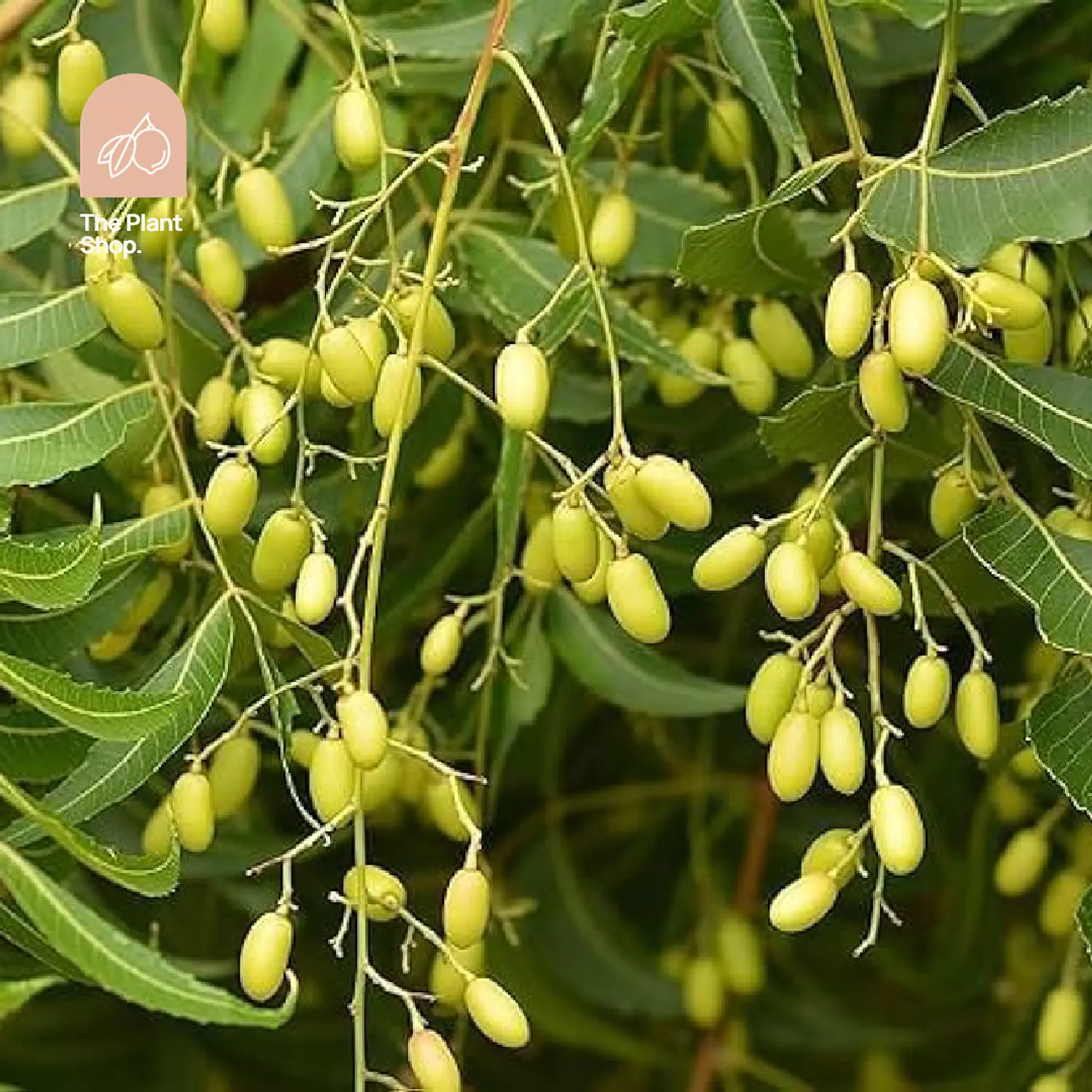 Neem Tree hover image