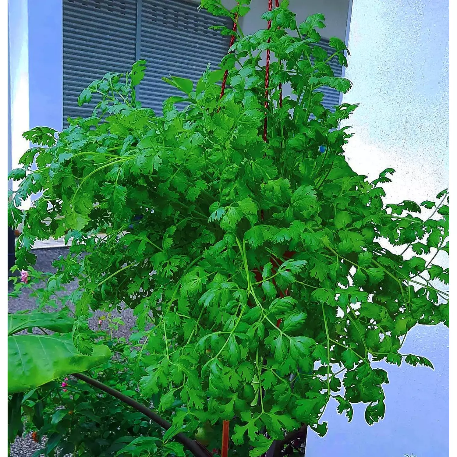 Coriander seeds hover image