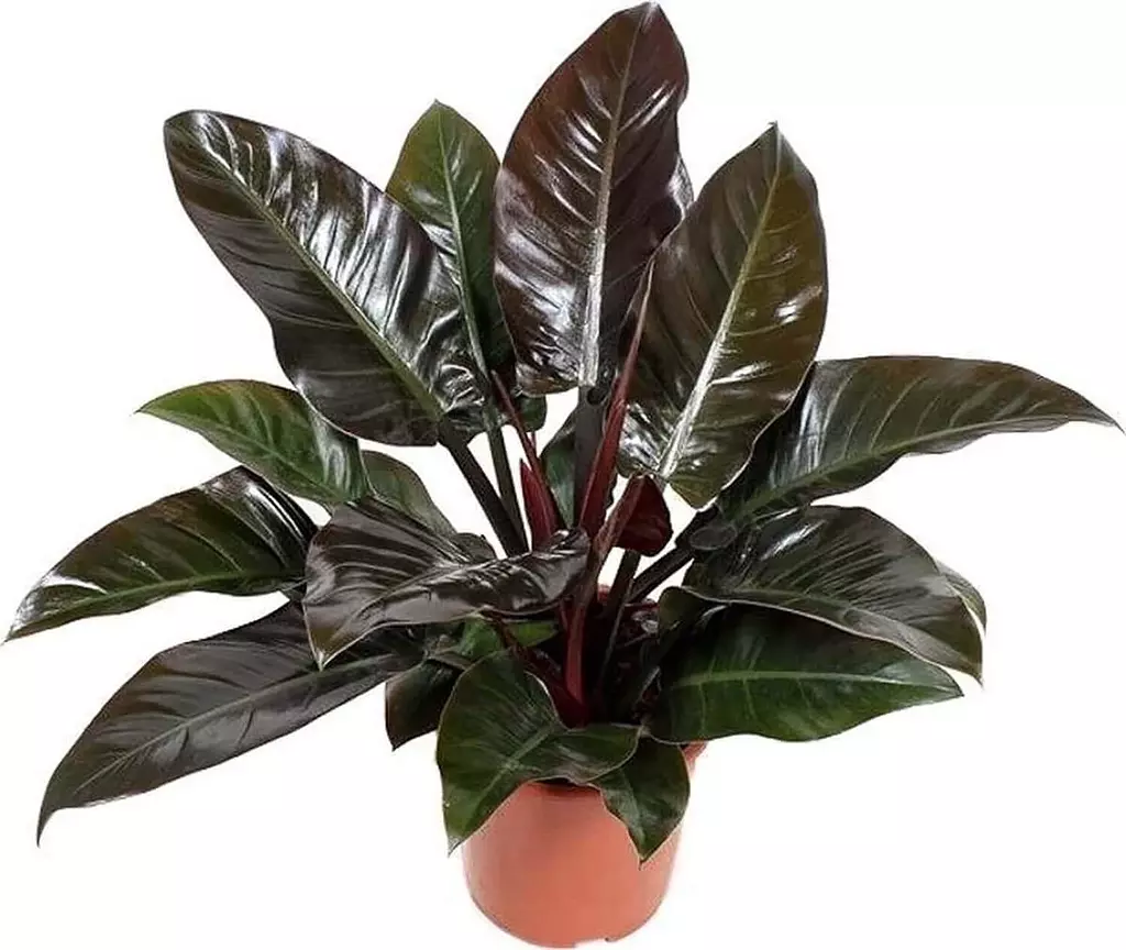 Imperial Red (Philodendron)  