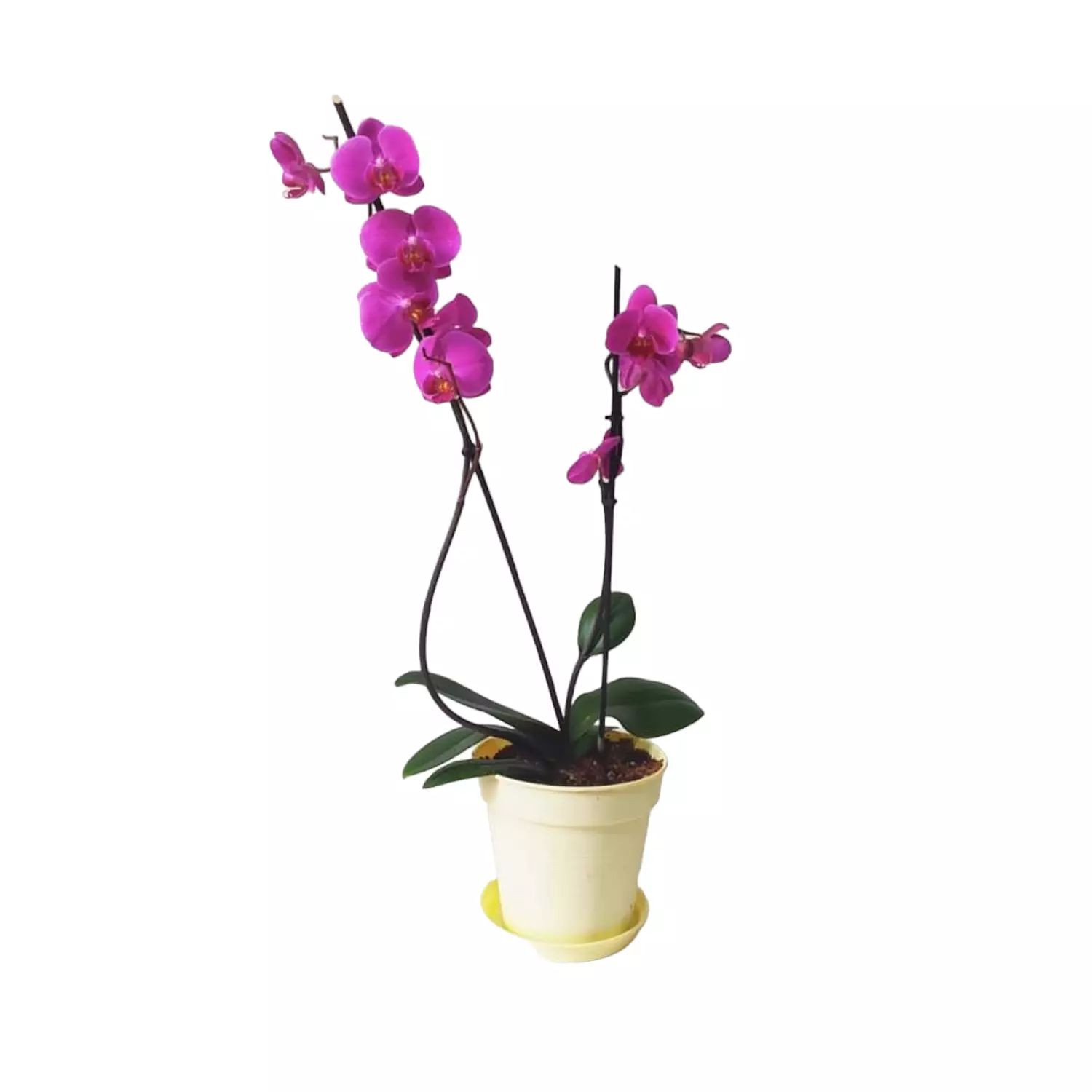 Orchid hover image