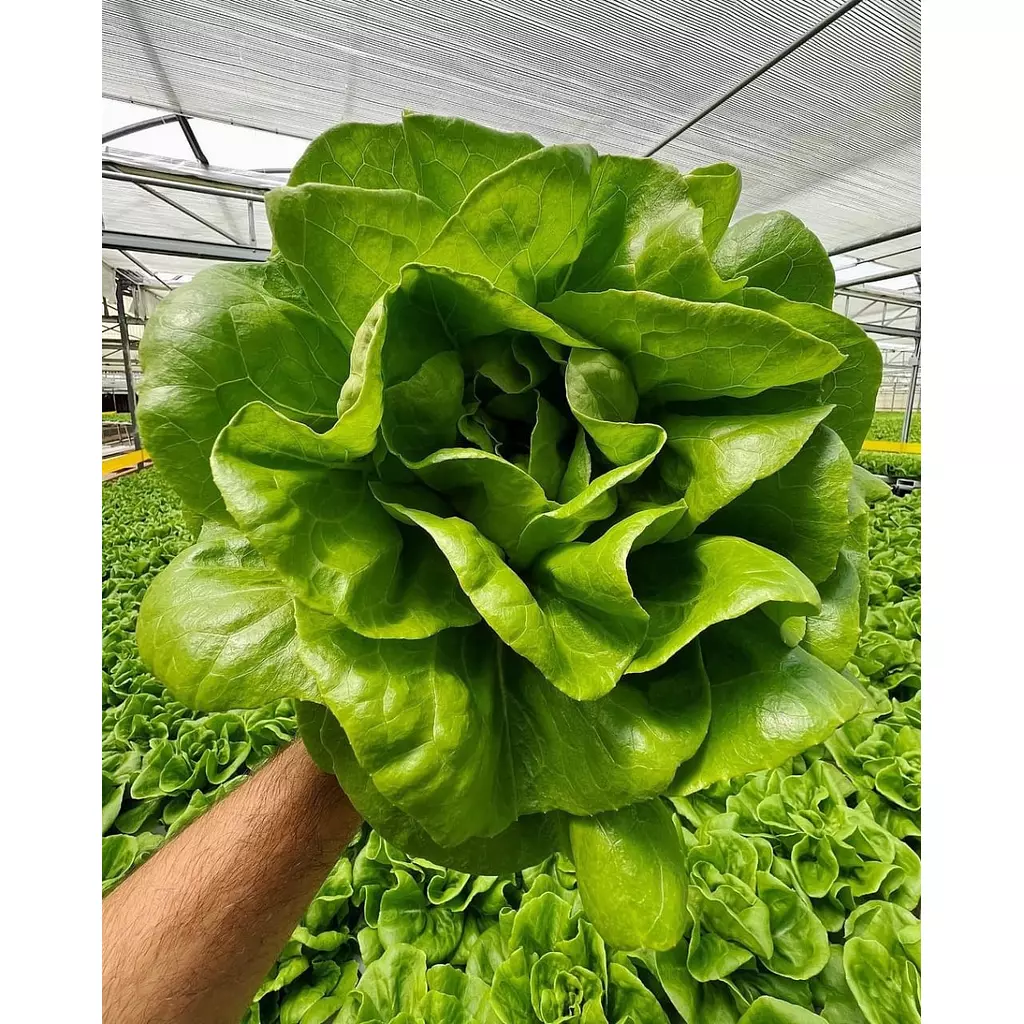 Butterhead Lettuce seeds