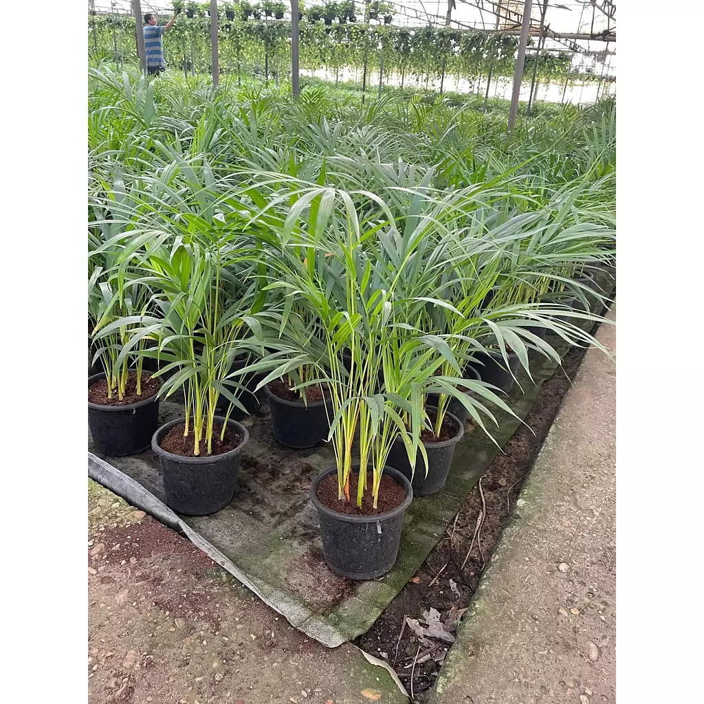 Yellow Areca Palm