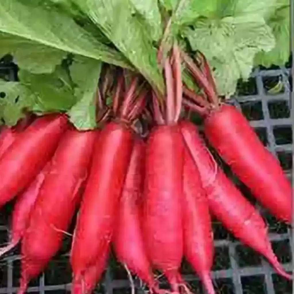 Red Radish 