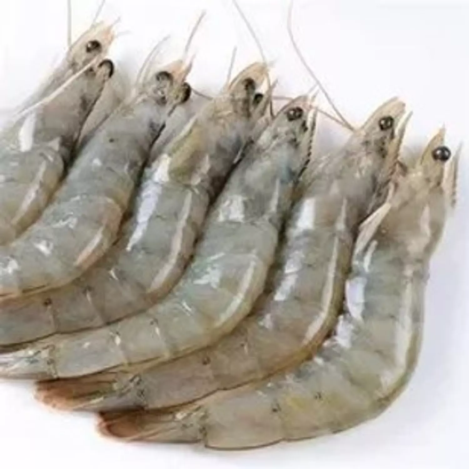 Shrimp Large hover image