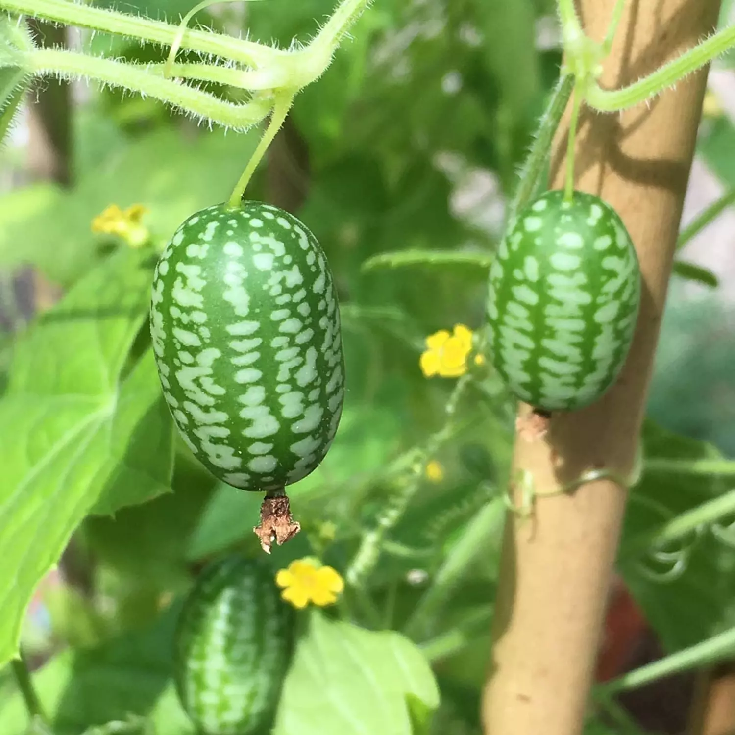 Mexican/Colombian Cucumber seeds hover image