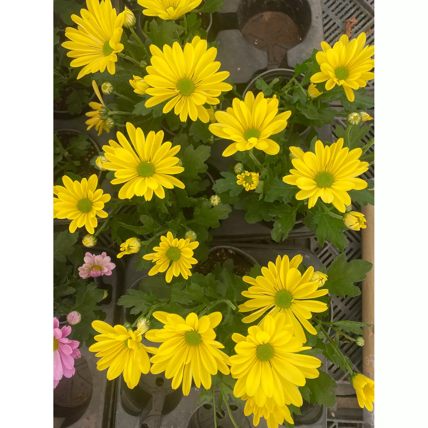 Chrysanthemum Flowering Plant 4