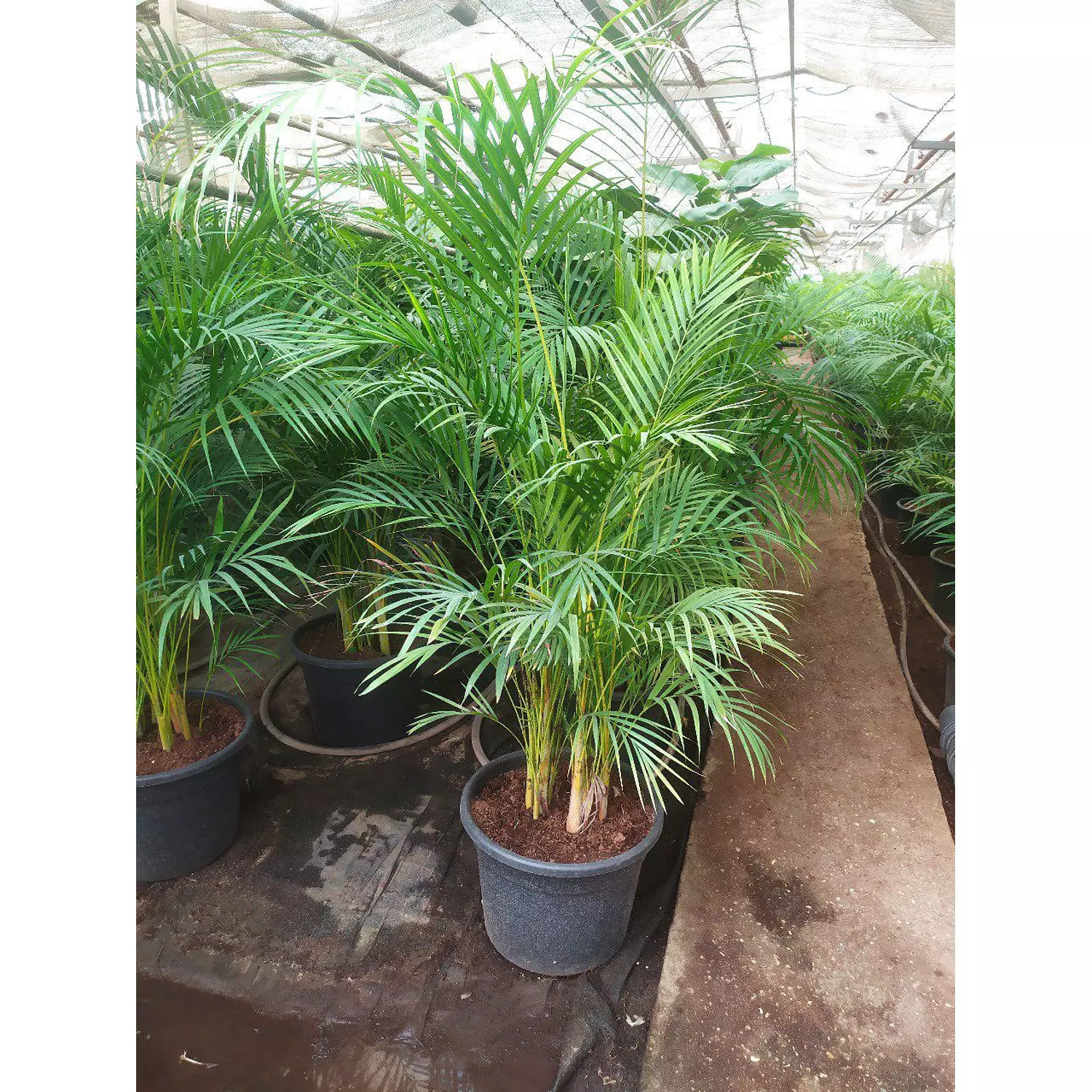 Yellow Areca Palm 2