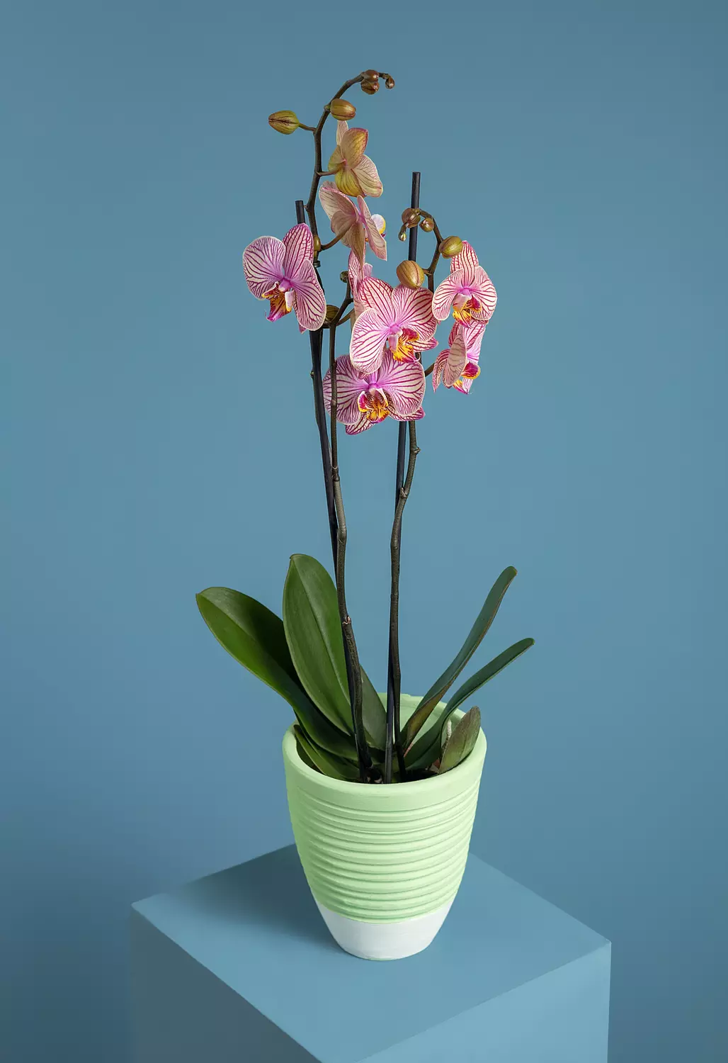 Phalaenopsis Orchid Plant  hover image