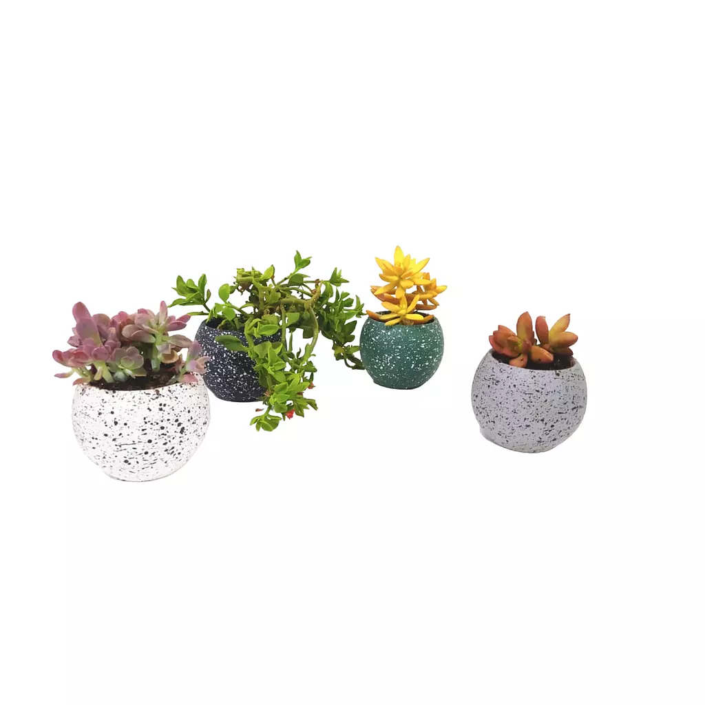 Cactus Set