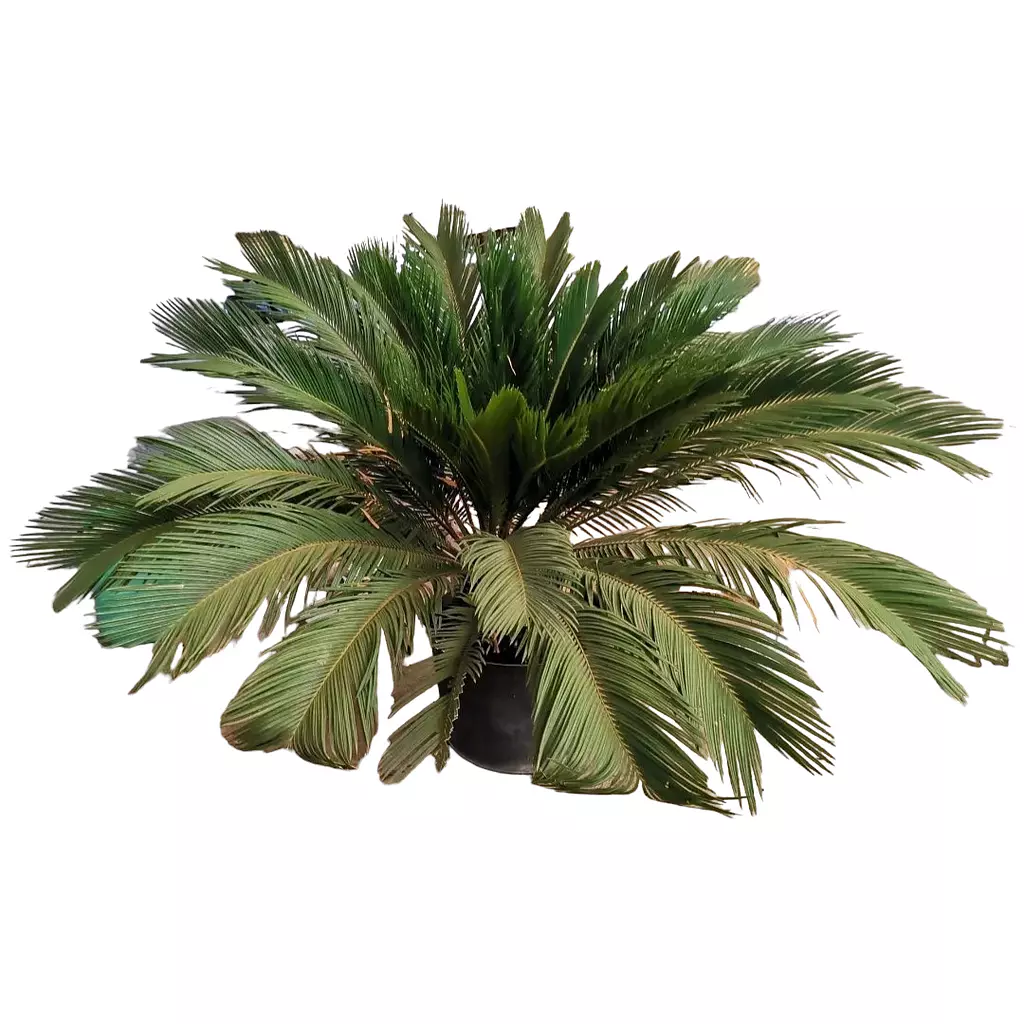 Cycade palm