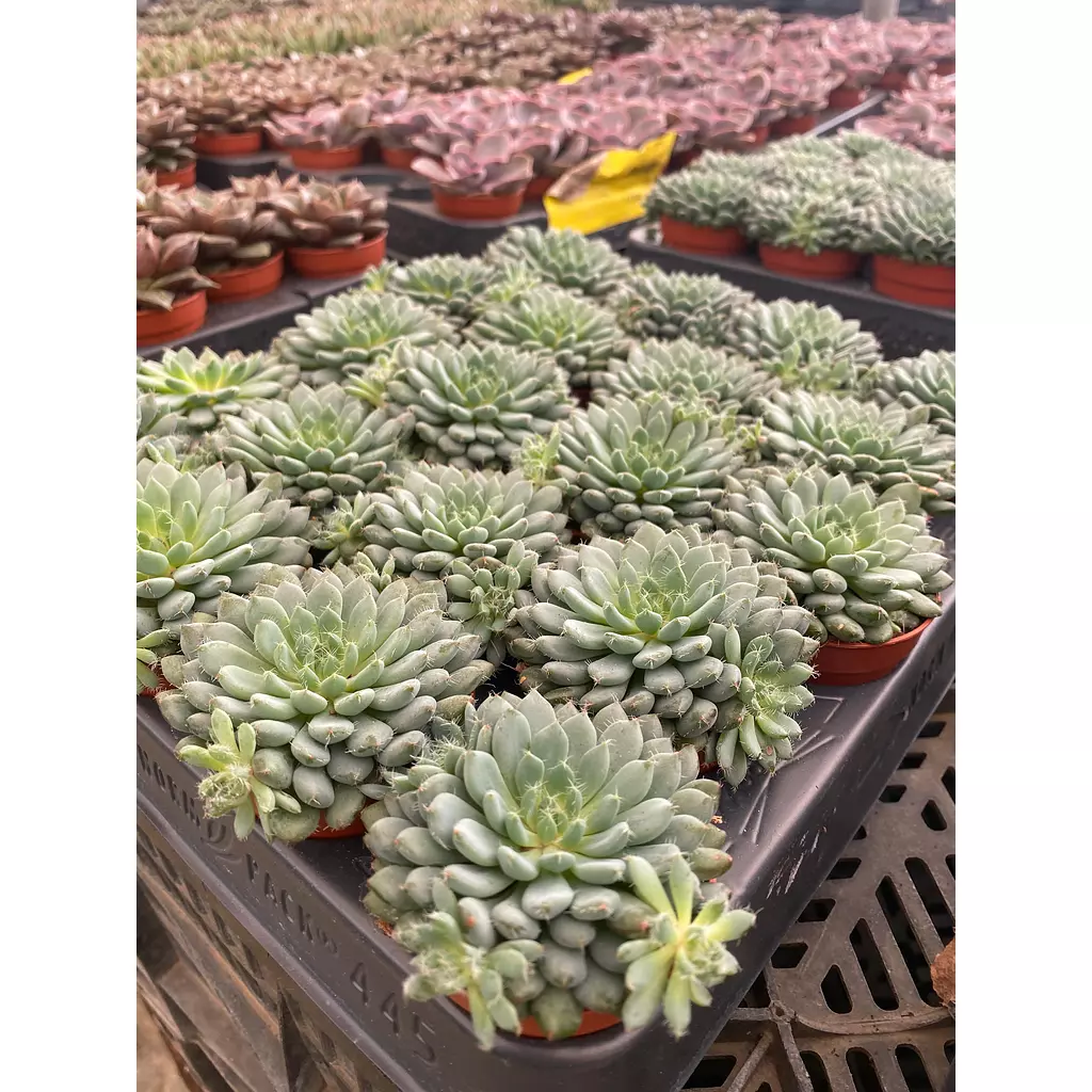 Echeverias Cactus - Shape 6