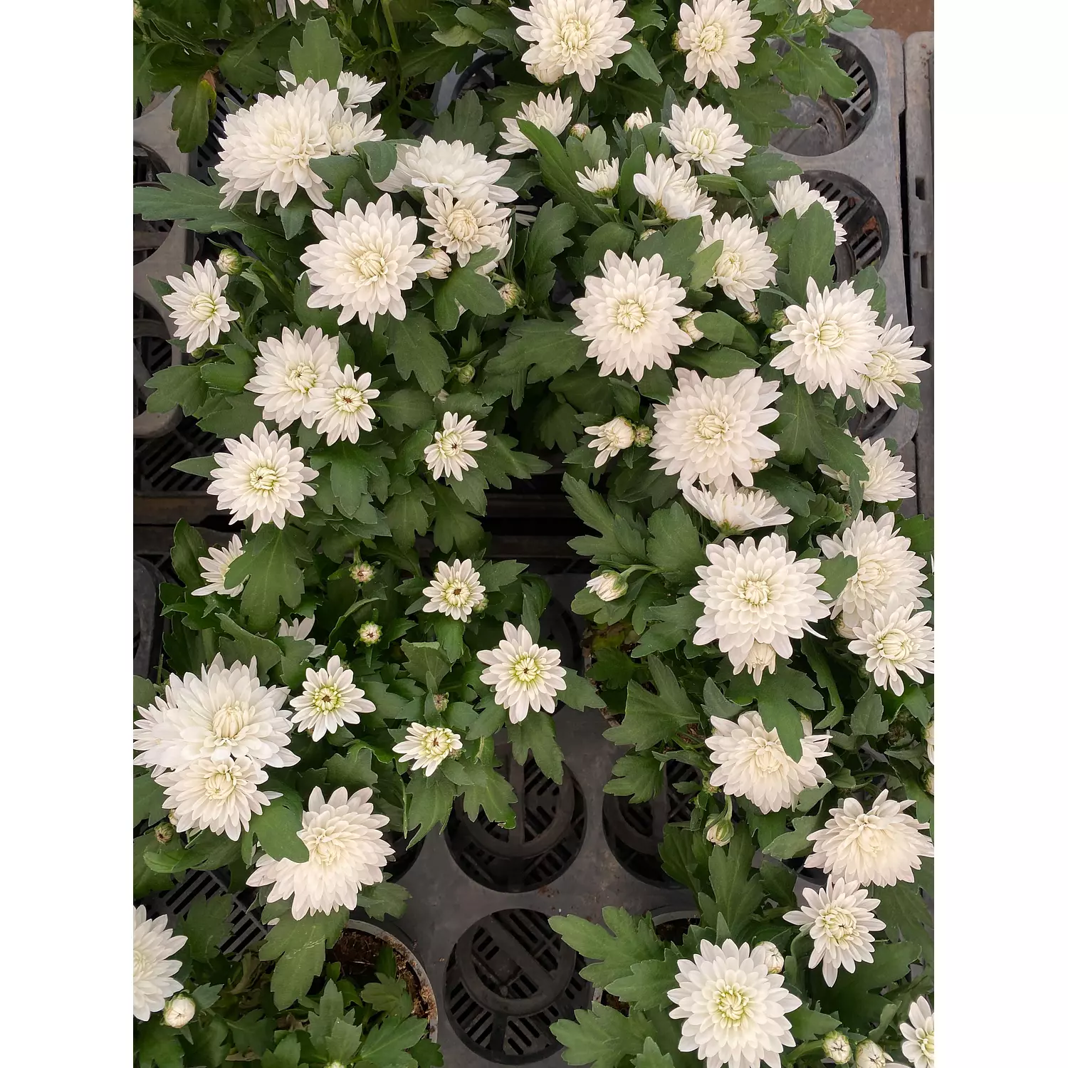 Chrysanthemum Flowering Plant 6