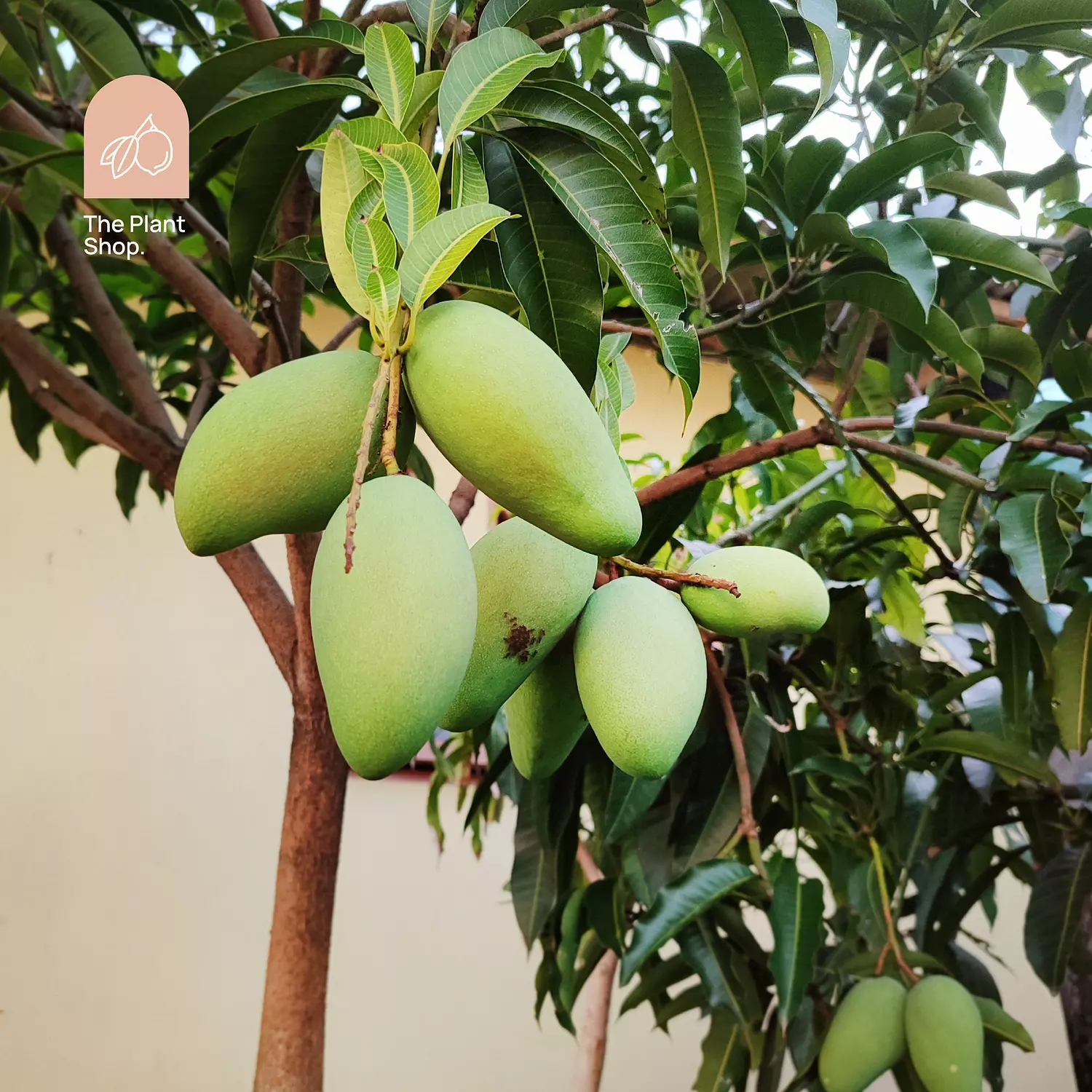 Mango Tree hover image