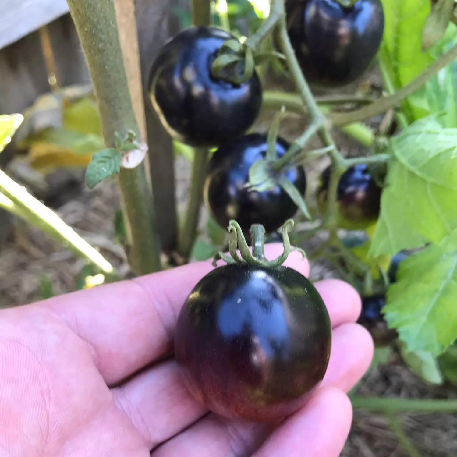 Black Cherry Tomato seeds hover image