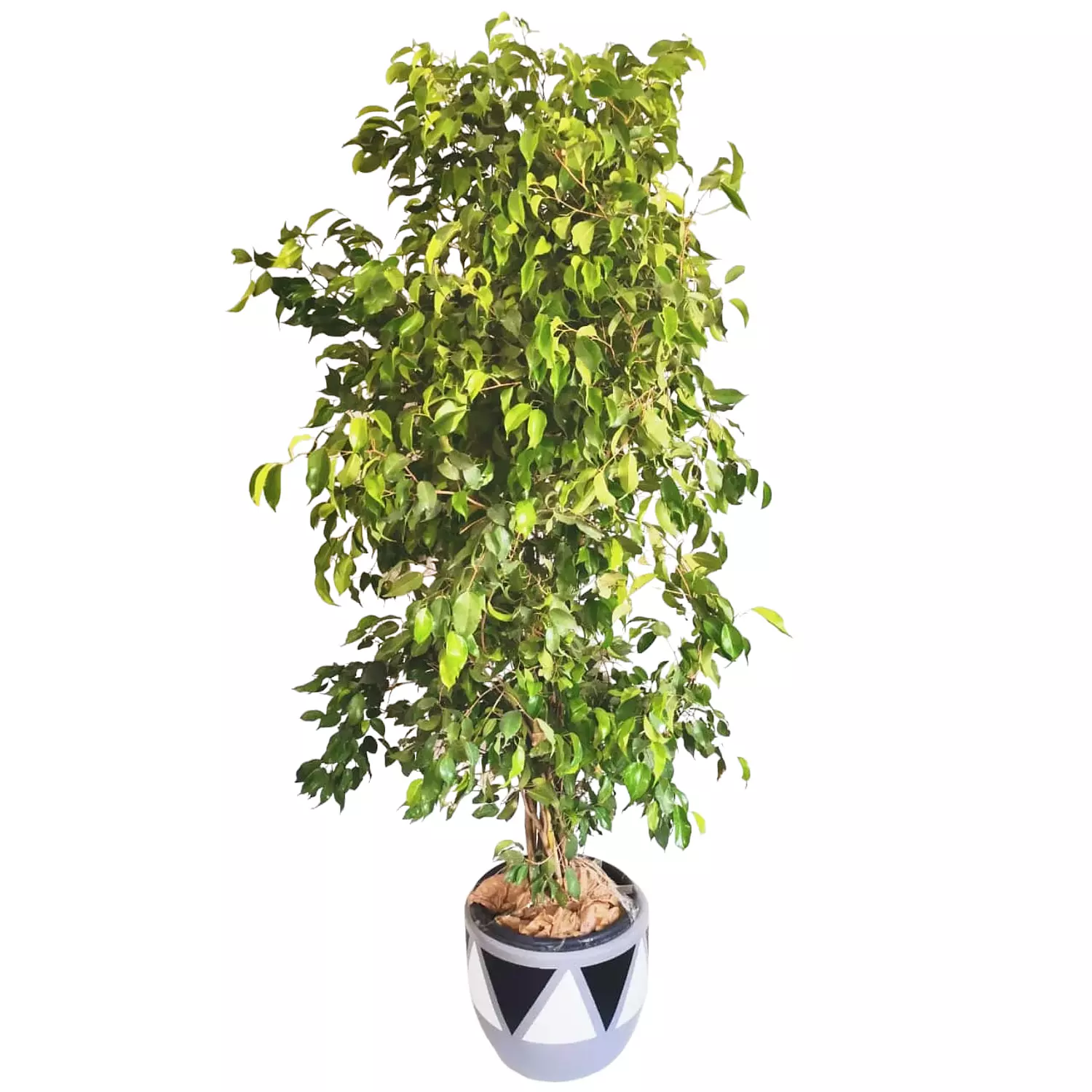 weeping fig 'Outdoor plant' hover image